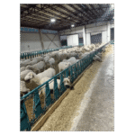 Jednorzędowy system blokady karmnika dla owiec