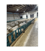 Jednorzędowy system blokady karmnika dla owiec