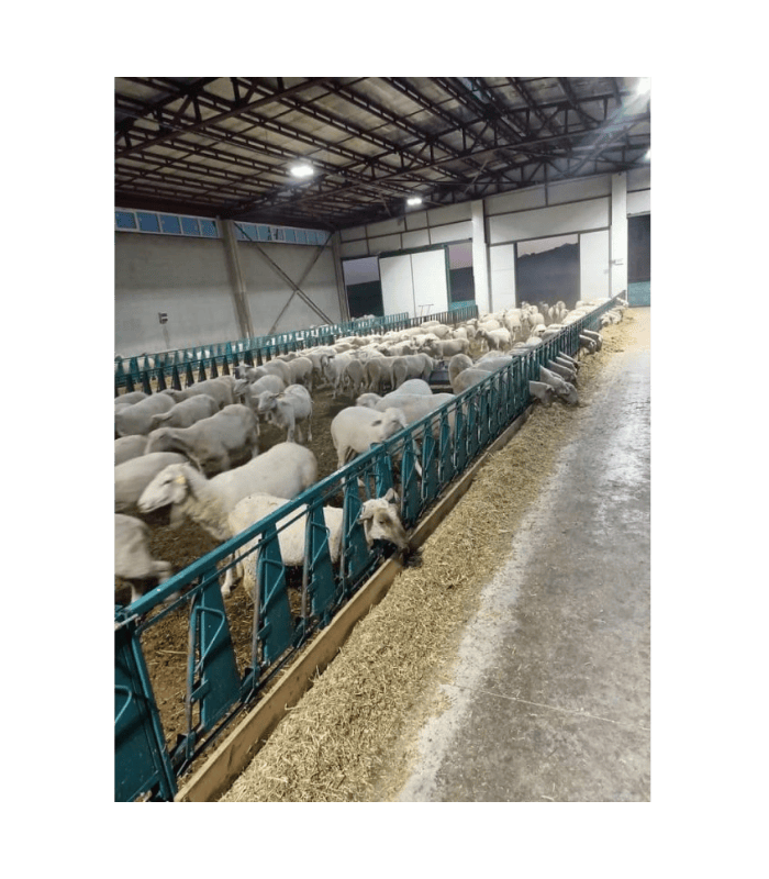 Jednorzędowy system blokady karmnika dla owiec