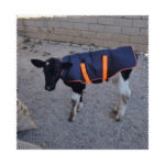 Koc ochronny dla cieląt