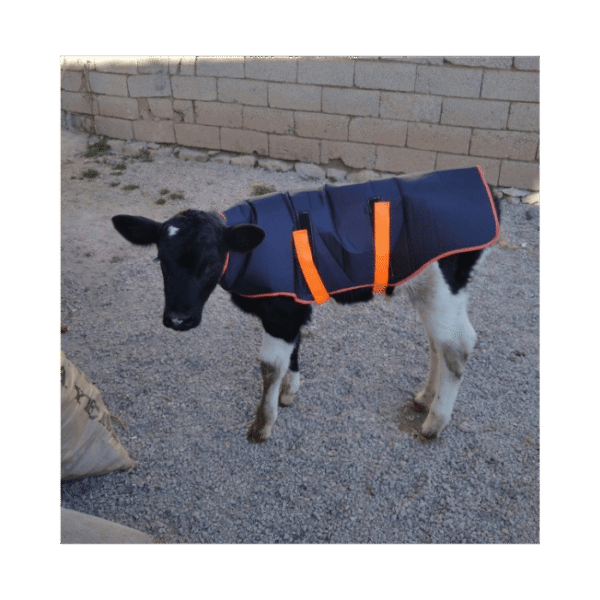 Koc ochronny dla cieląt