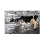 Mata gumowa dla bydła