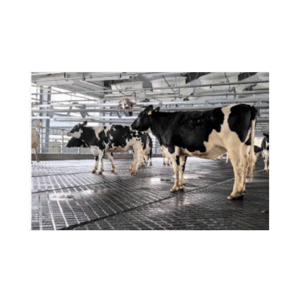 Mata gumowa dla bydła