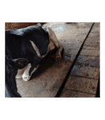 Mata modułowa dla bydła - obrazek 2