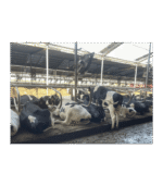 Materac legowiskowy dla bydła - obrazek 2