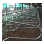 Wygrodzenia stanowiskowe freestall